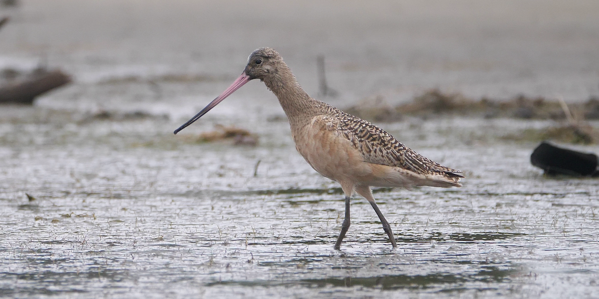 Marbled Godwit - Chris Chappell