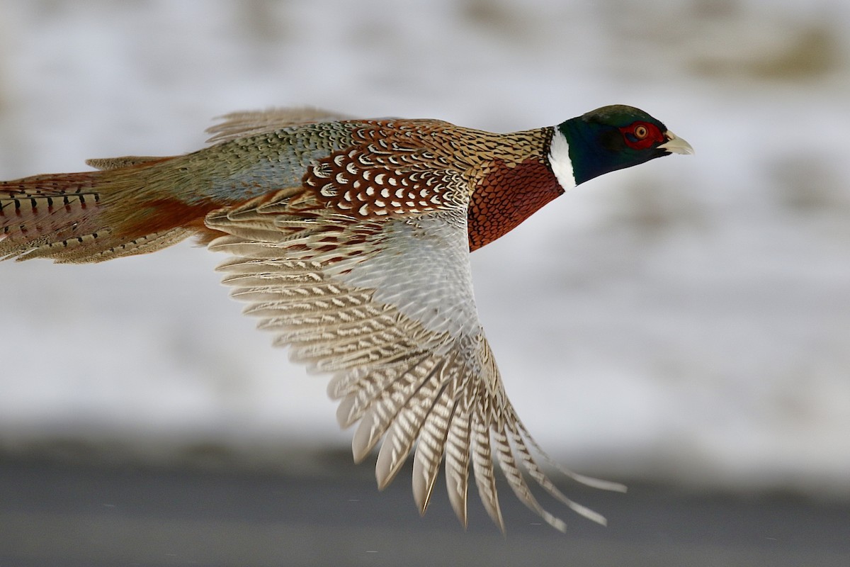 Ring-necked Pheasant - Russ Morgan