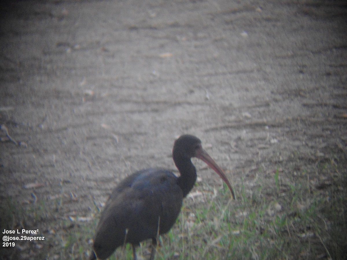 ibis tmavý - ML202283271