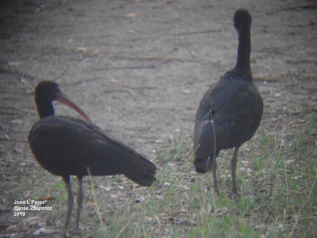 ibis tmavý - ML202283711