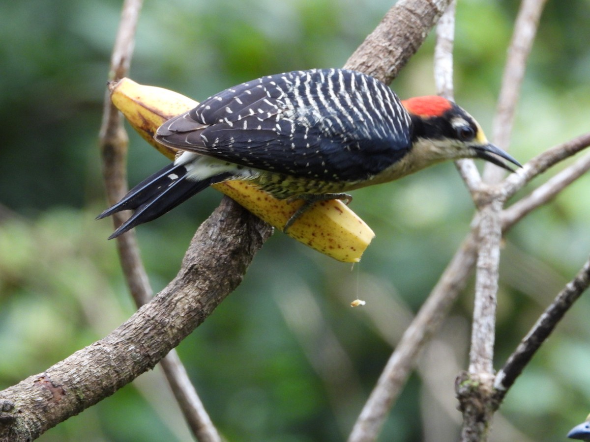 Black-cheeked Woodpecker - Jessy Lopez Herra