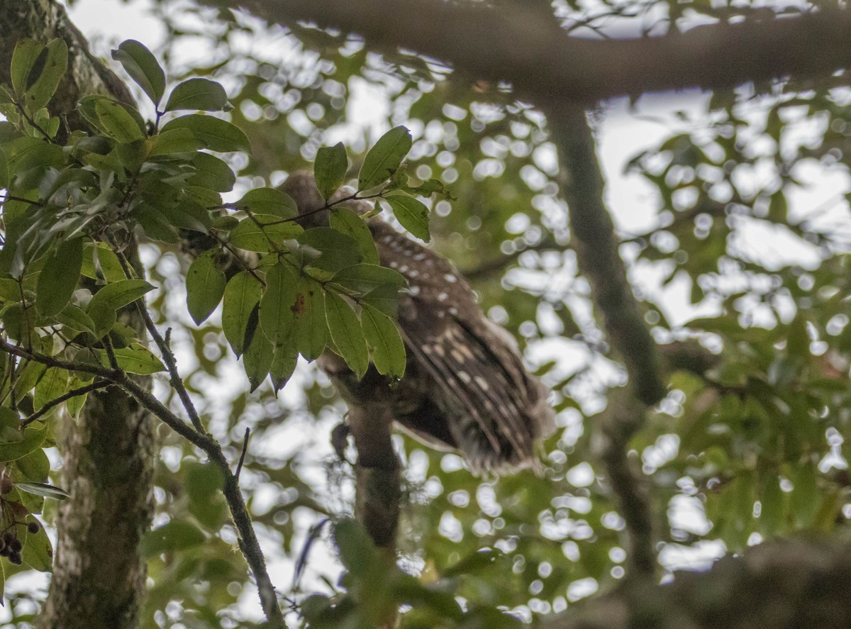 African Wood-Owl - ML202283991