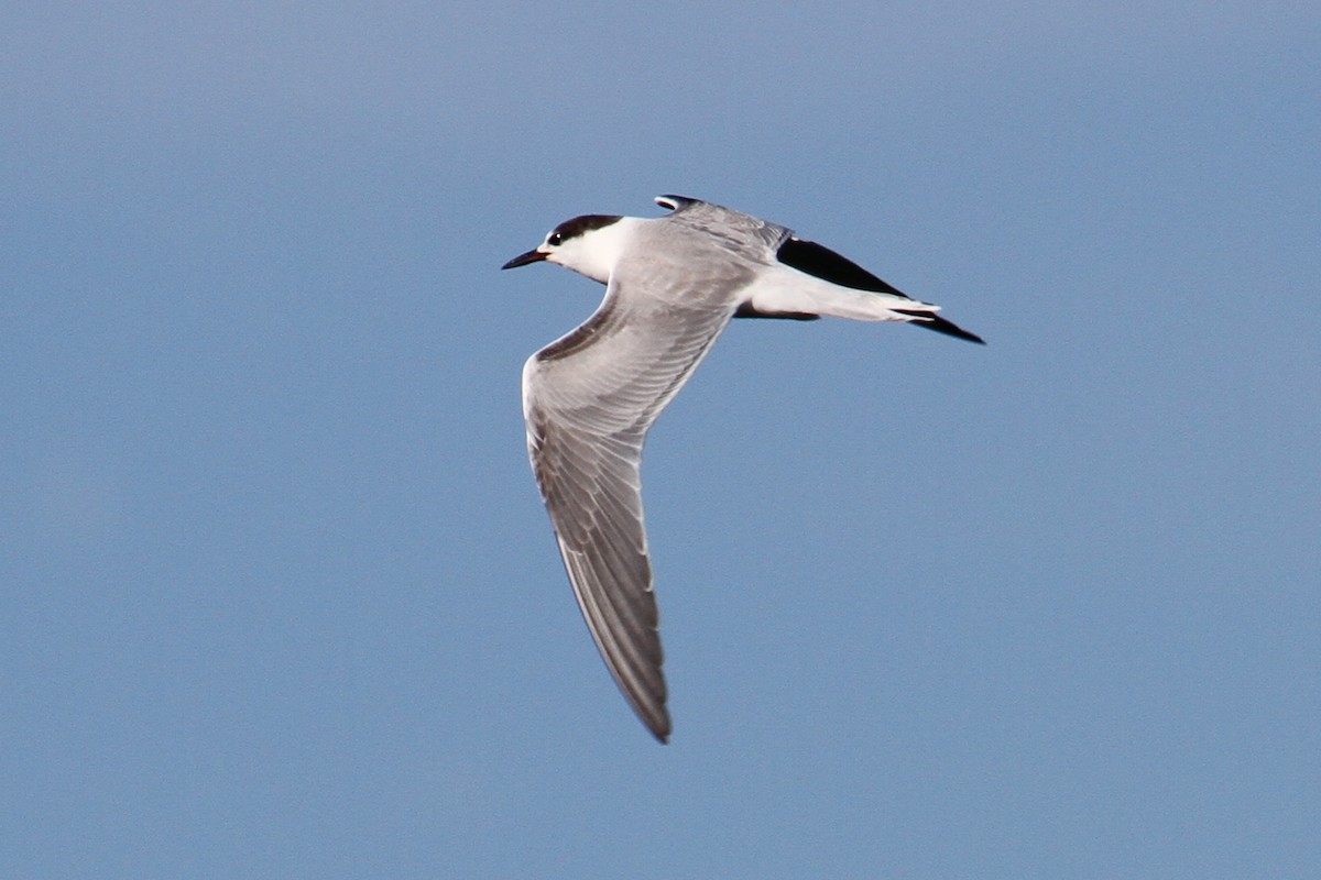 Common Tern - ML20228581