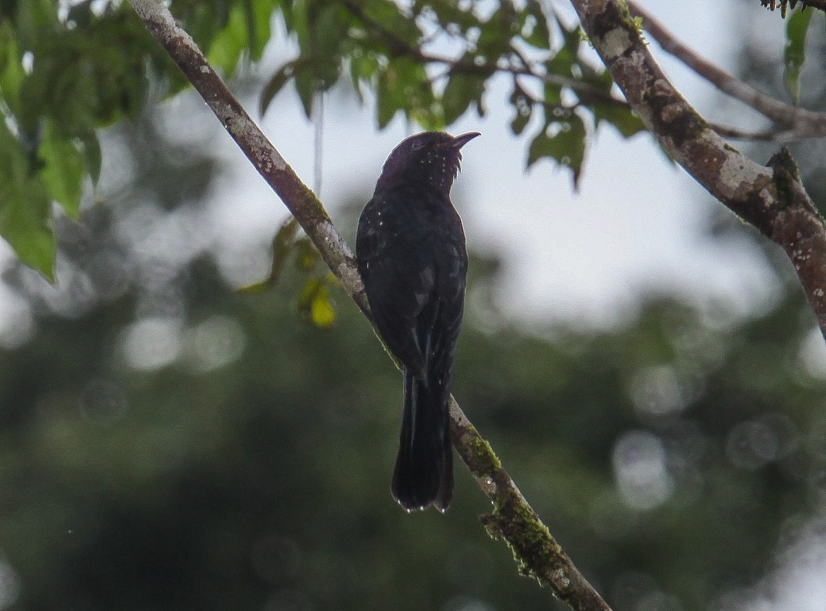 Square-tailed Drongo-Cuckoo - Pam Rasmussen