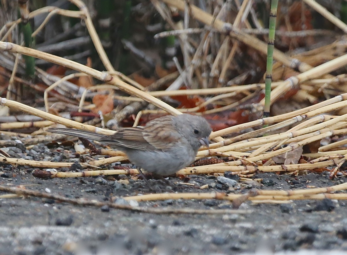 Black-chinned Sparrow - ML20228841