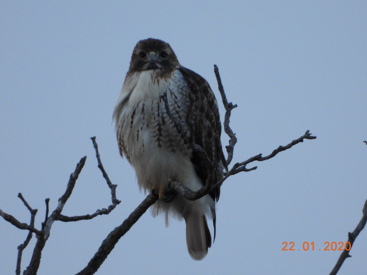 Red-tailed Hawk - ML202289171