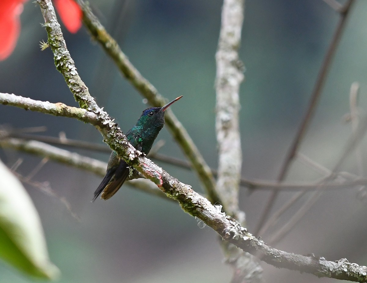 Indigo-capped Hummingbird - Joshua Vandermeulen