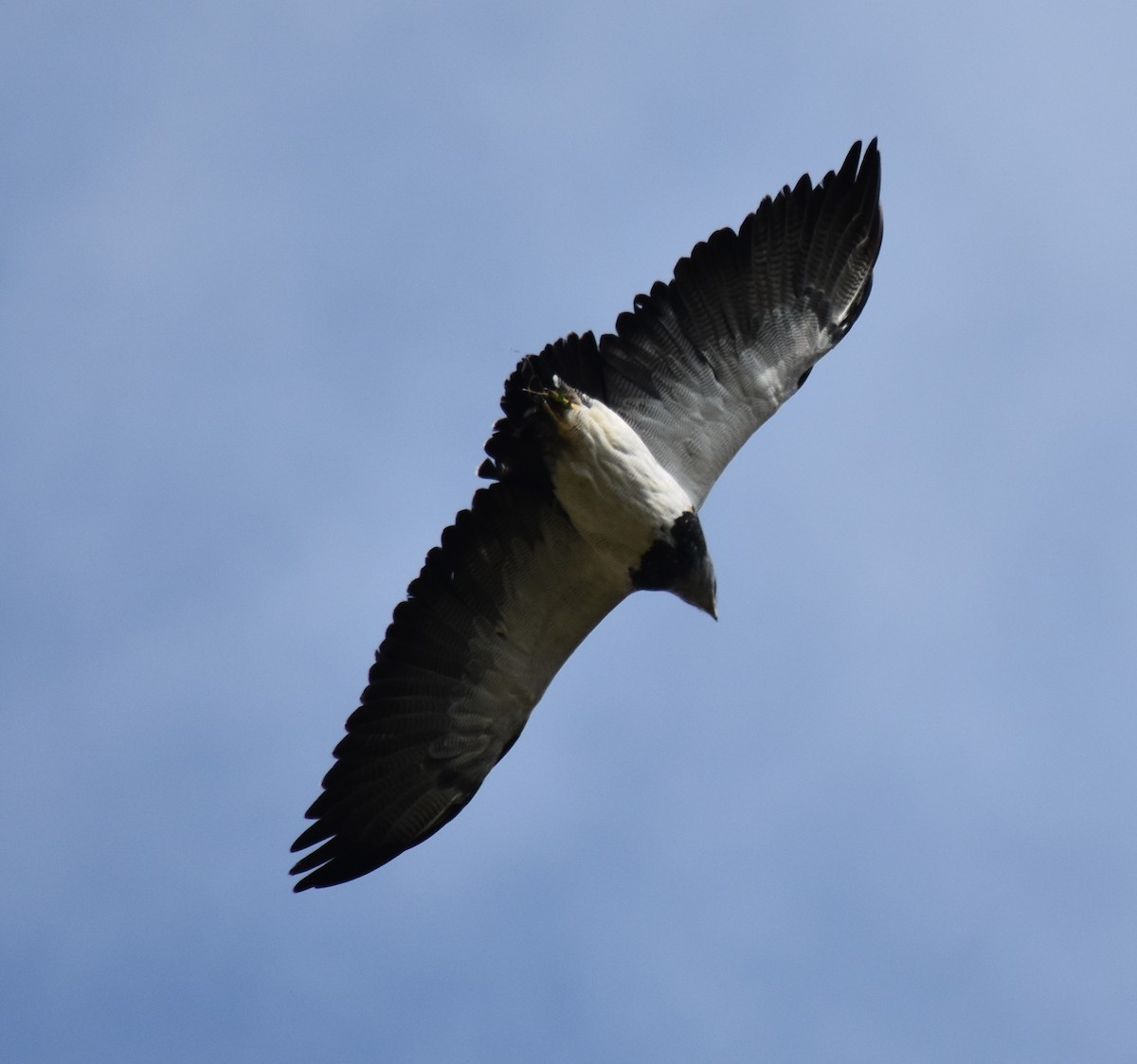 Black-chested Buzzard-Eagle - ML202291841