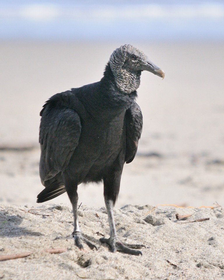 Black Vulture - Kathy Hicks