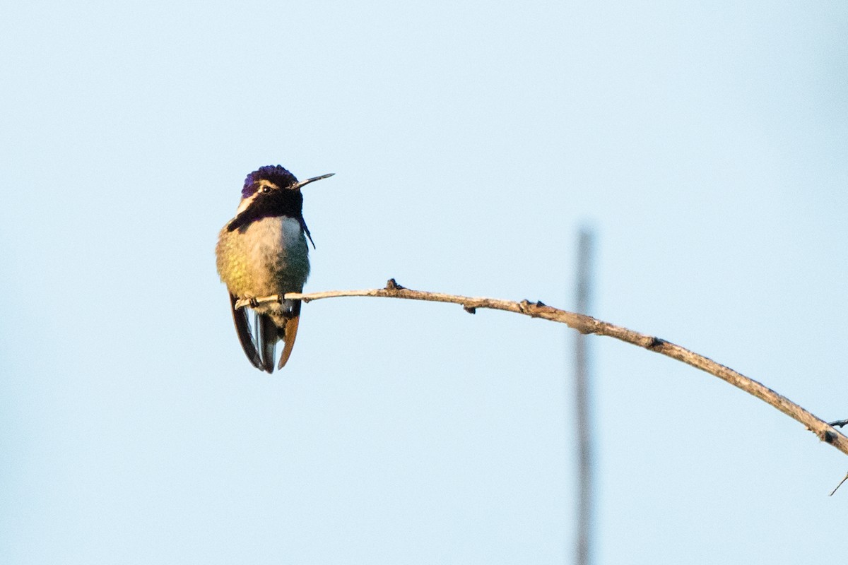 Costa's Hummingbird - ML202297361