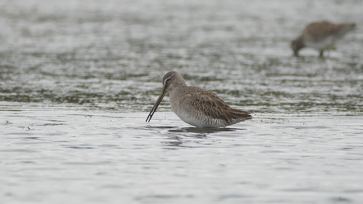 Long-billed Dowitcher - Chris Chappell
