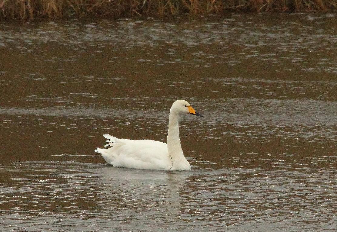 Whooper Swan - St. Paul Island Tour and Pribilof Historical Records
