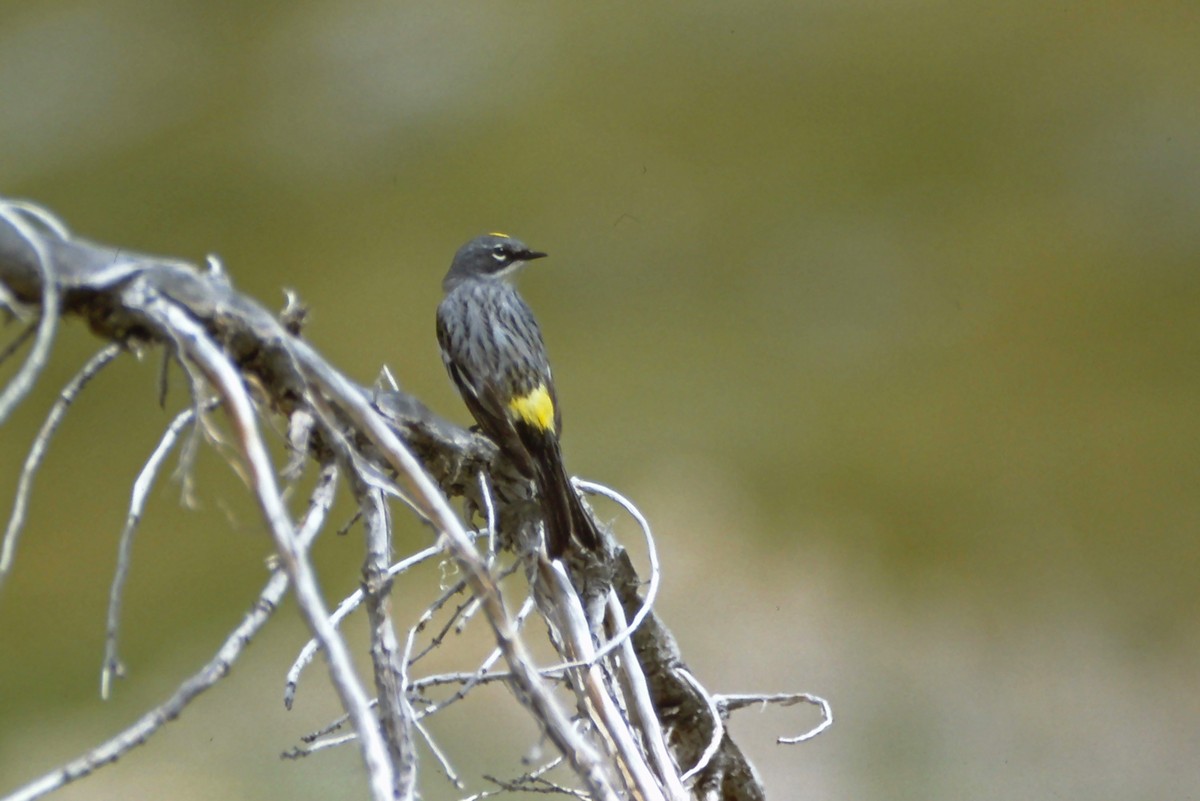 Yellow-rumped Warbler (Myrtle) - ML202300141
