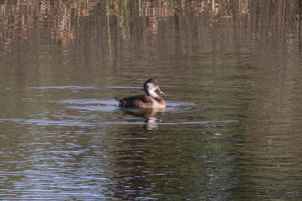 Ring-necked Duck - Robin L.