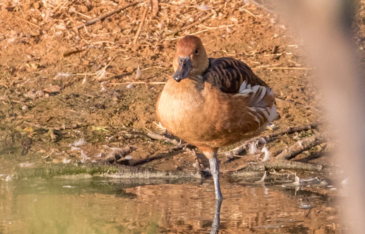 Fulvous Whistling-Duck - ML202302941
