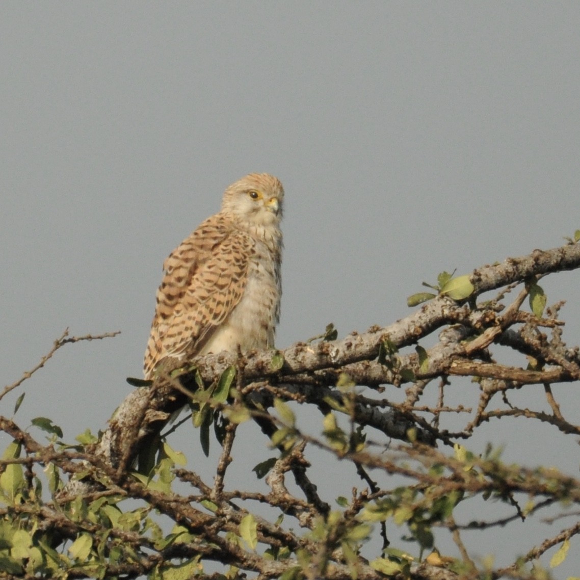 Lesser Kestrel - James East