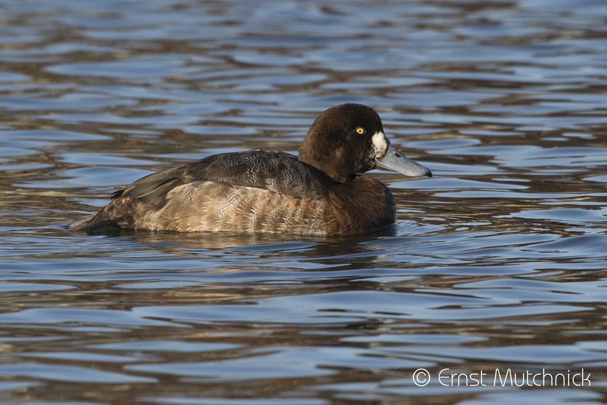 Greater Scaup - ML202307931