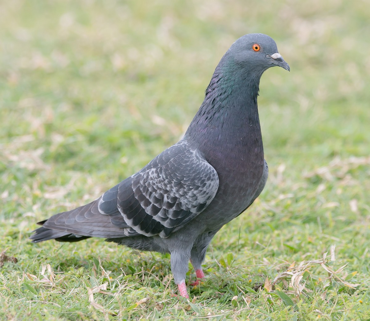 Rock Pigeon (Feral Pigeon) - Isaias Morataya