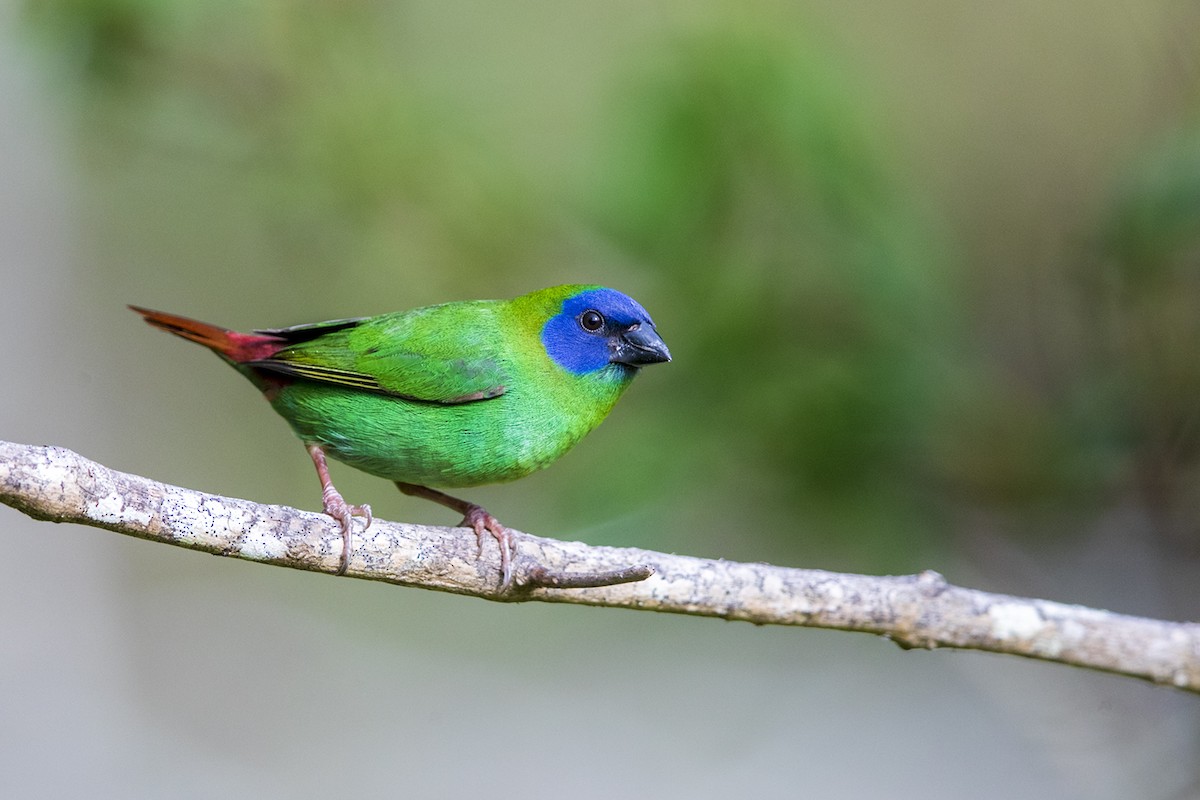 Blue-faced Parrotfinch - ML202313931