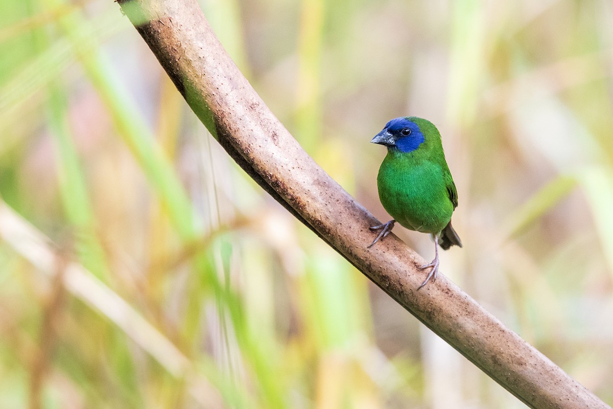 Blue-faced Parrotfinch - ML202313991