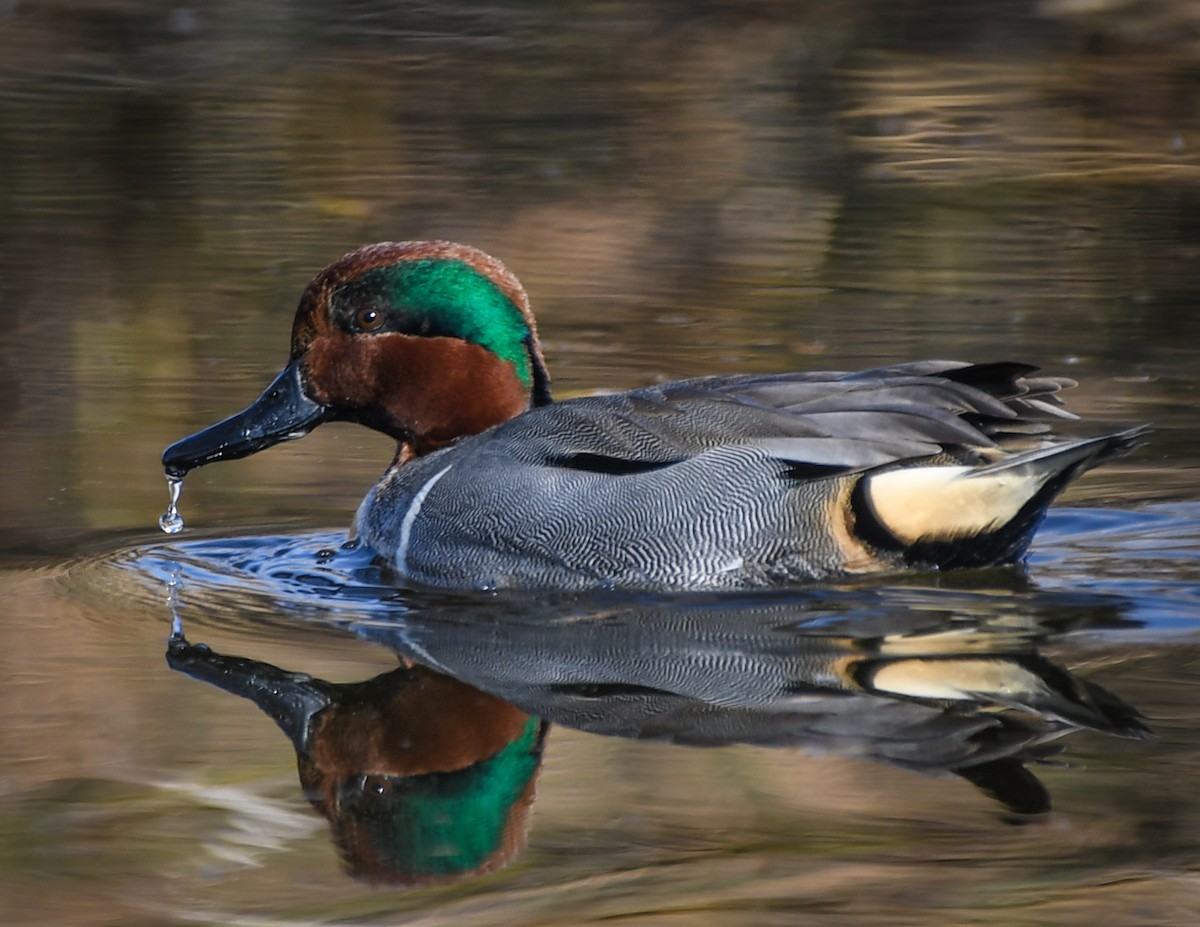 Green-winged Teal - ML202314721