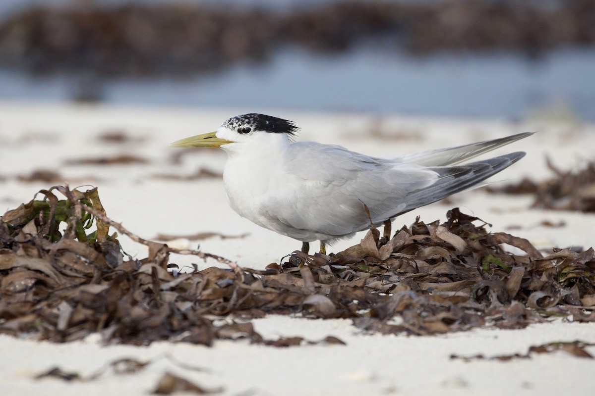Great Crested Tern - ML202315541