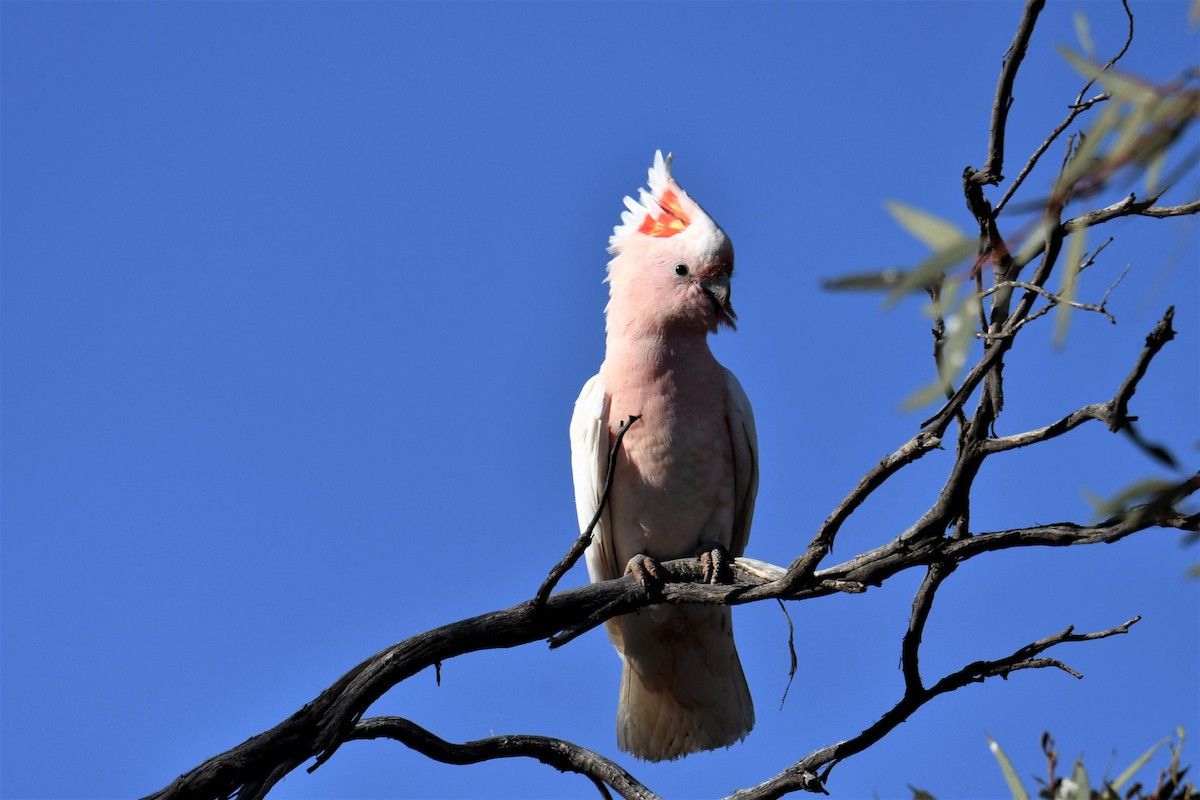 Pink Cockatoo - ML202315591