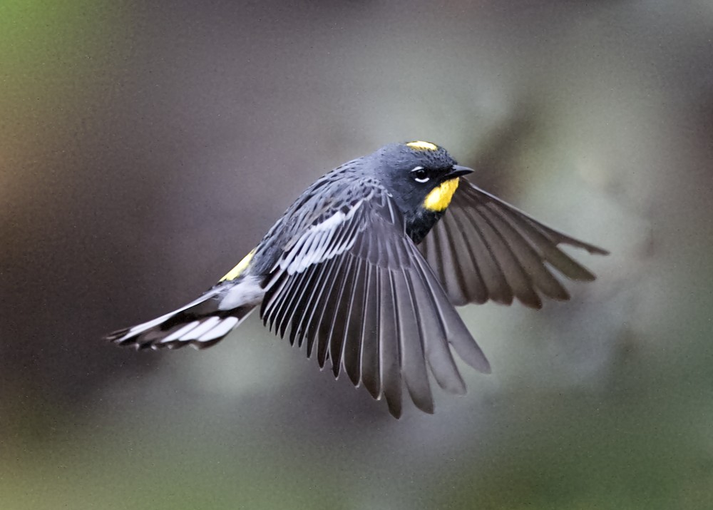 Yellow-rumped Warbler (Audubon's) - ML202315841