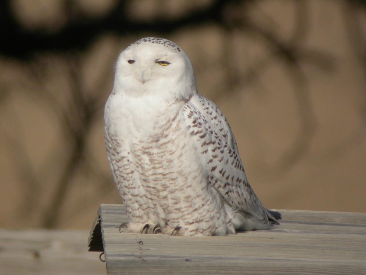Snowy Owl - Matt Gearheart