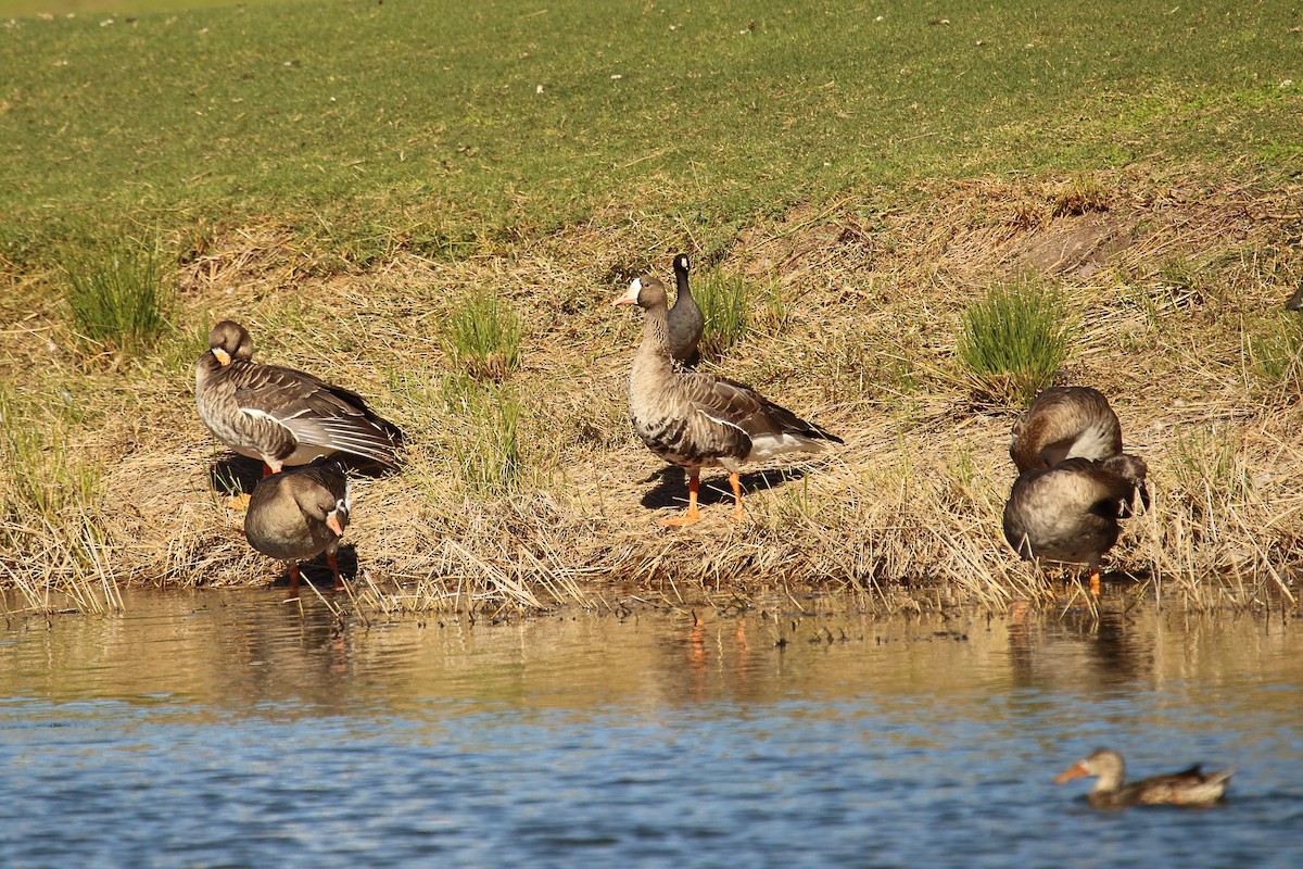 Greater White-fronted Goose - ML202318171