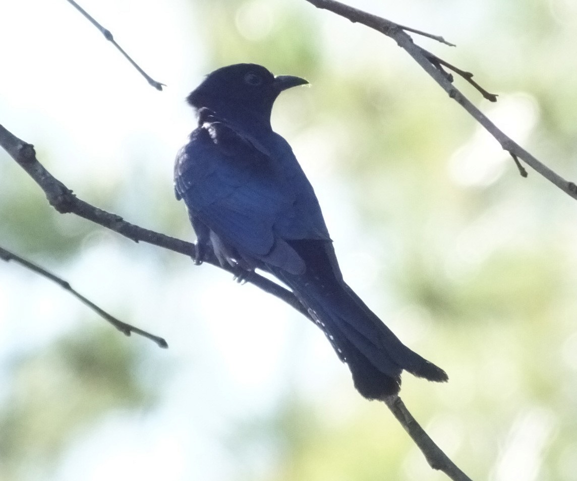 Square-tailed Drongo-Cuckoo - ML202319001