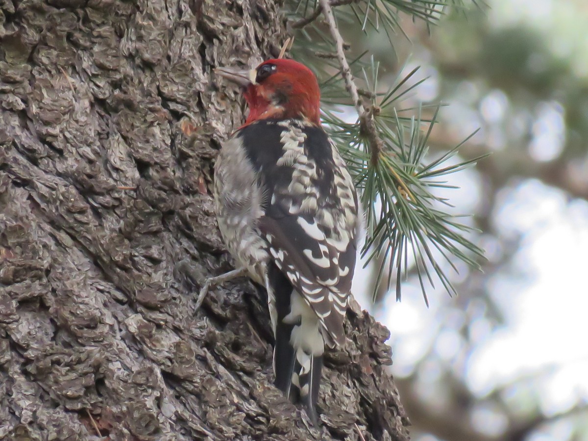 Red-breasted Sapsucker - ML202320381