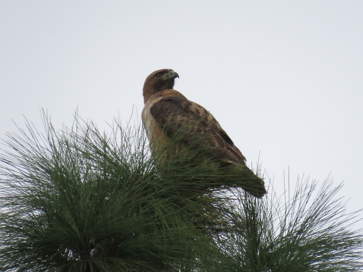 Red-tailed Hawk - ML202320391
