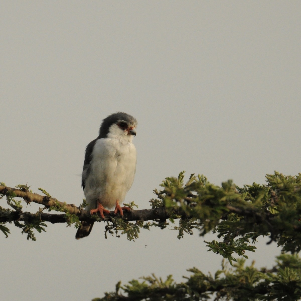 Pygmy Falcon - James East