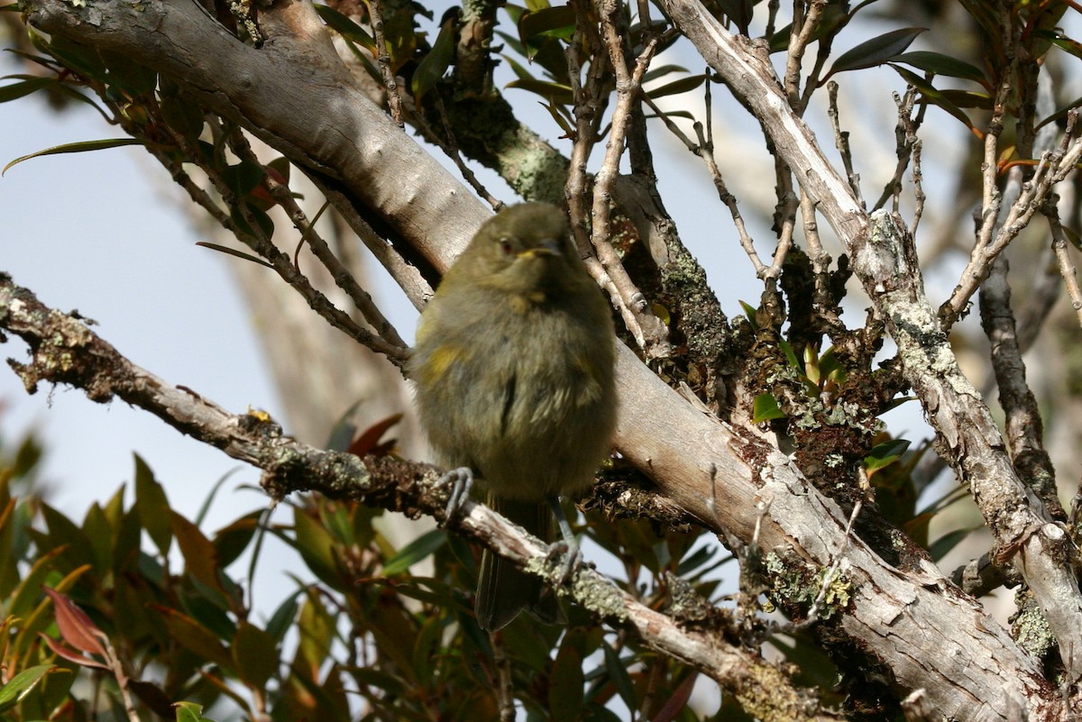 New Zealand Bellbird - Richard Fuller