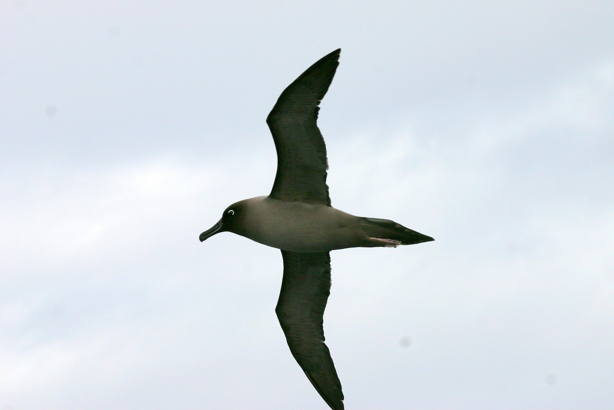 Light-mantled Albatross - Richard Fuller