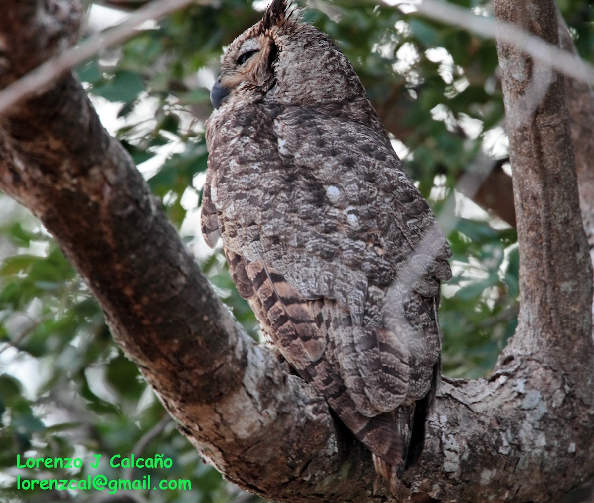 Great Horned Owl - ML202326201