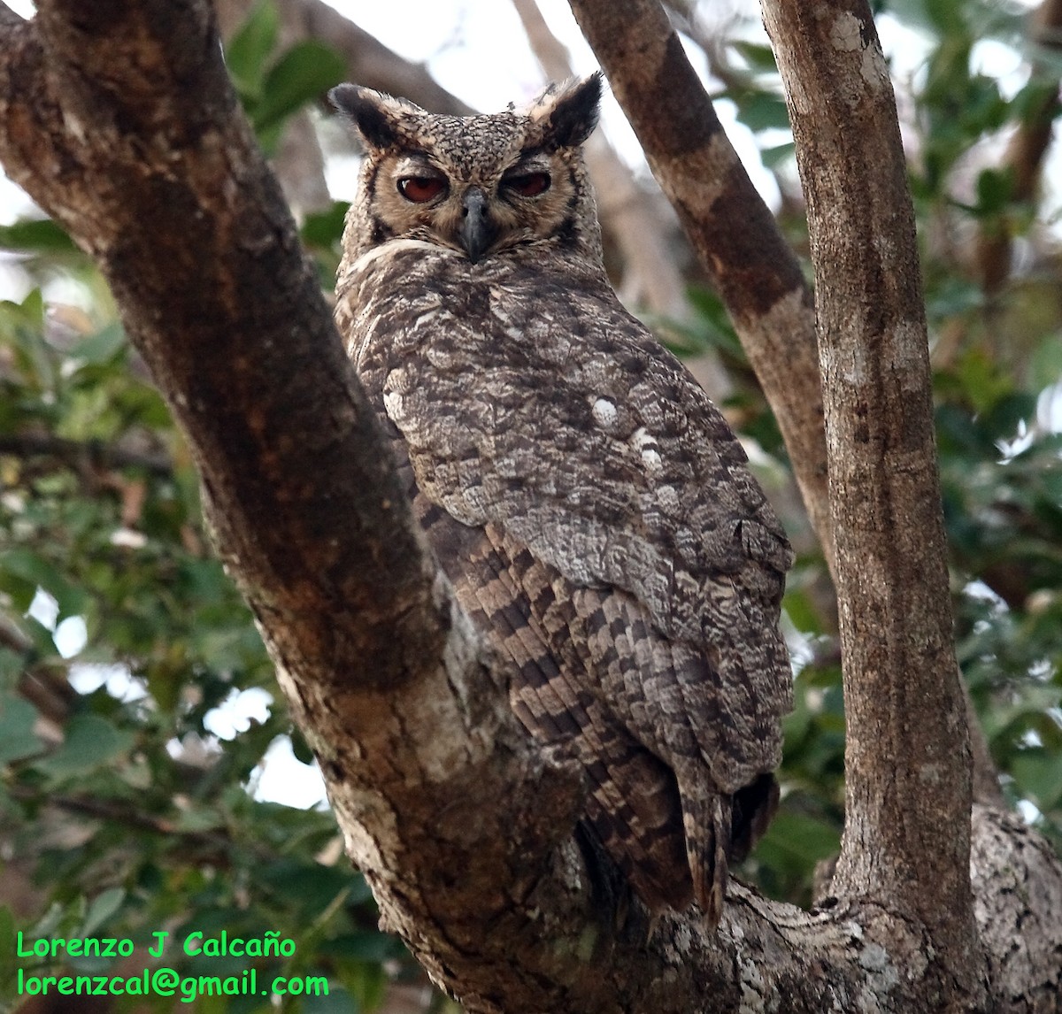 Great Horned Owl - Lorenzo Calcaño