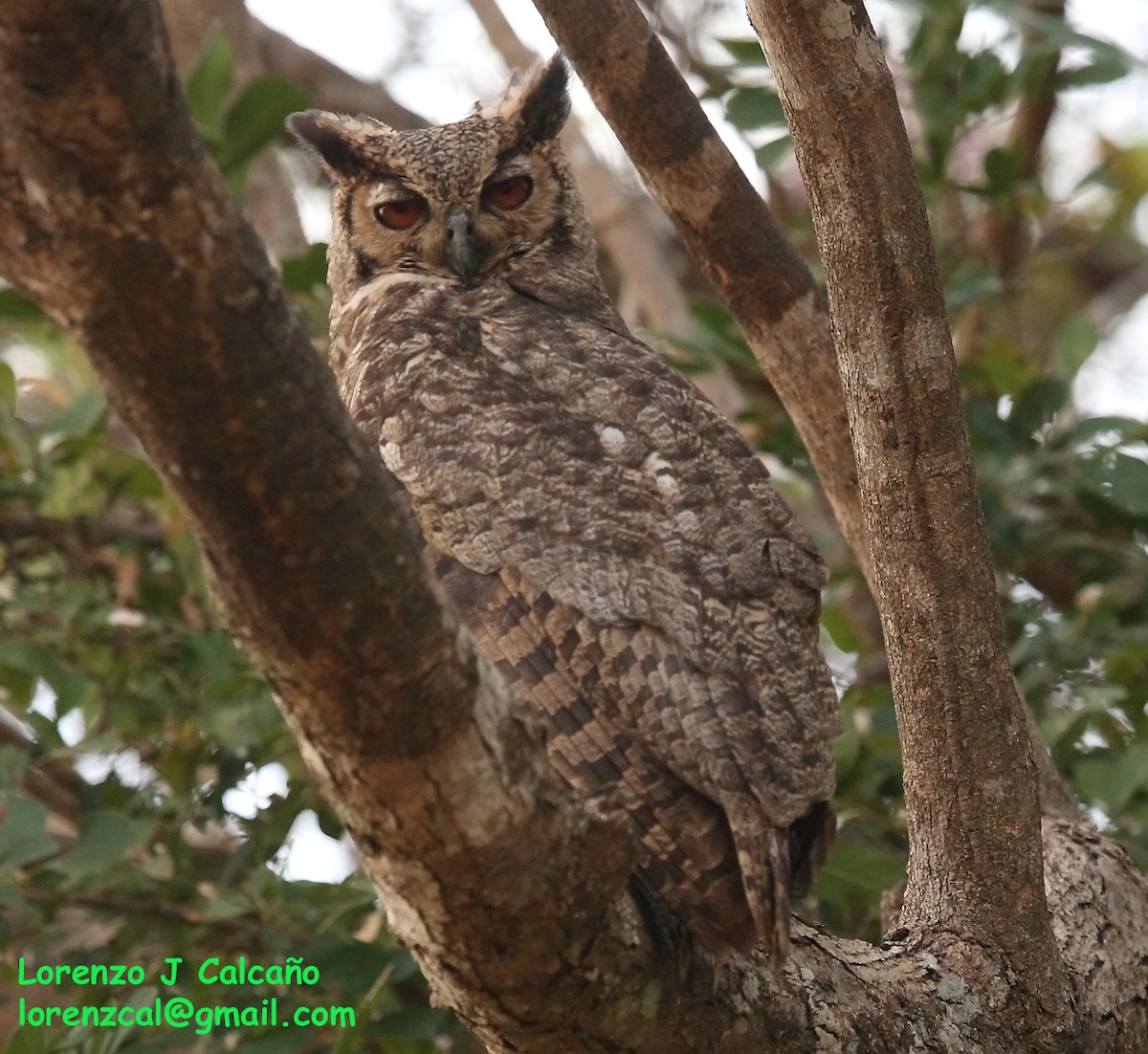 Great Horned Owl - Lorenzo Calcaño
