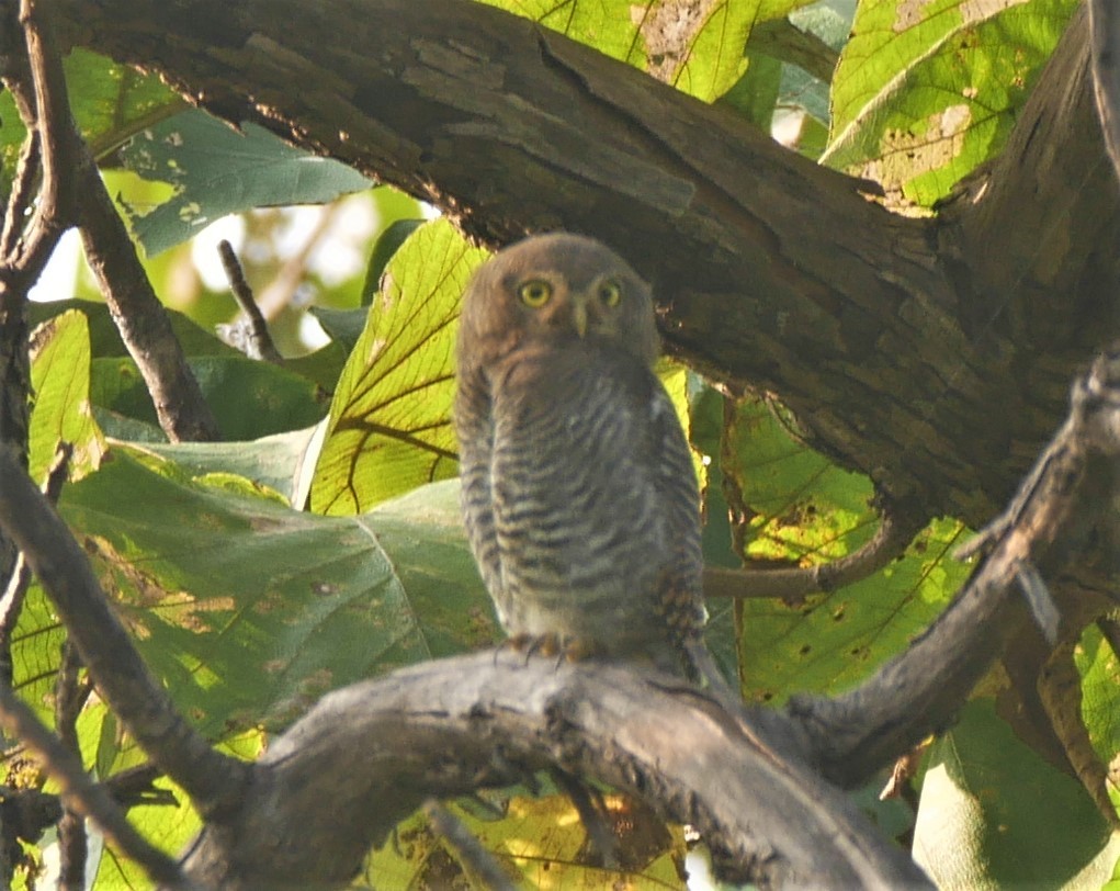 Jungle Owlet - Prachi  Mehta