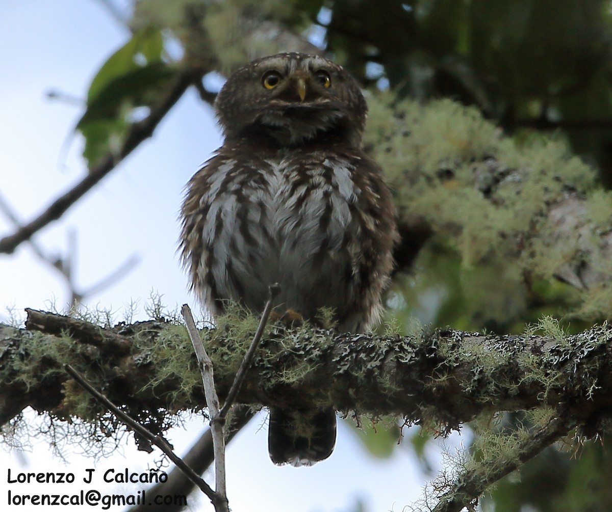 Andean Pygmy-Owl - Lorenzo Calcaño