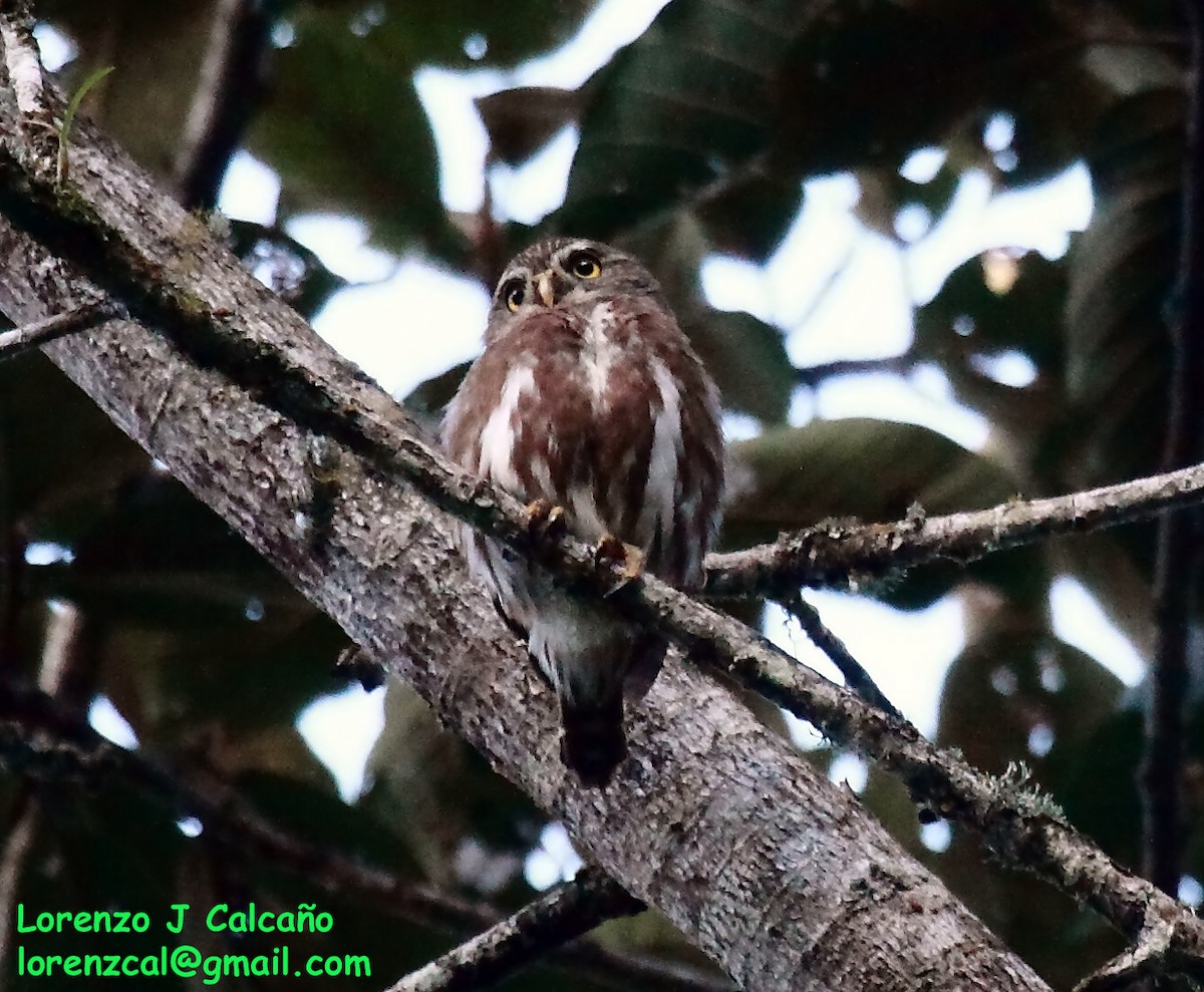 Ferruginous Pygmy-Owl - ML202331361