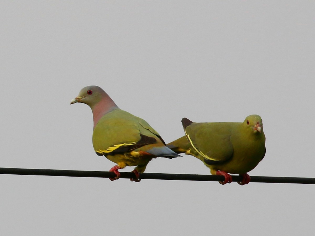 Pink-necked Green-Pigeon - ML202335821
