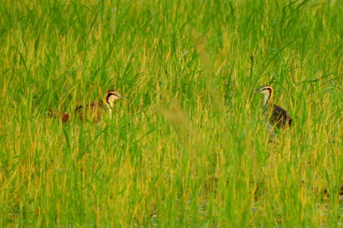 Pheasant-tailed Jacana - ML202336071
