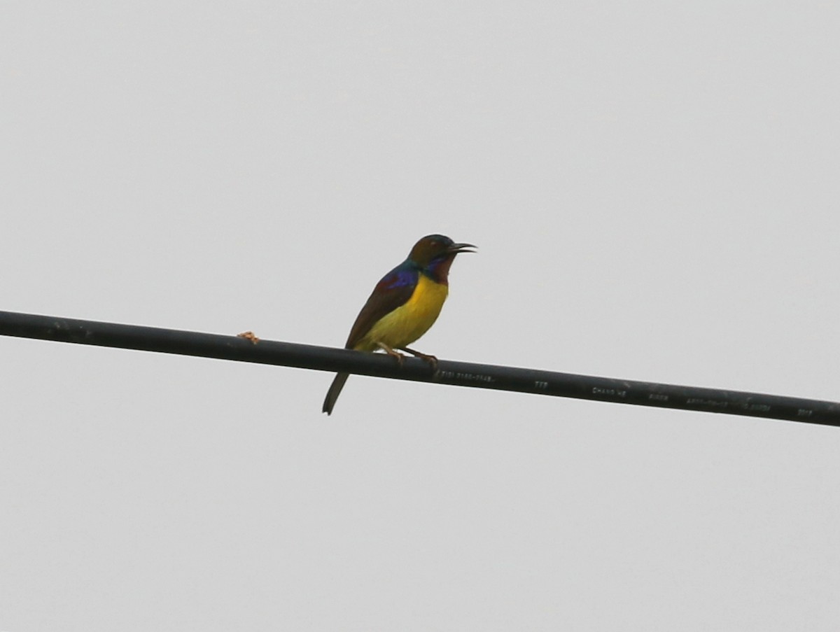 Brown-throated Sunbird - ML202336111