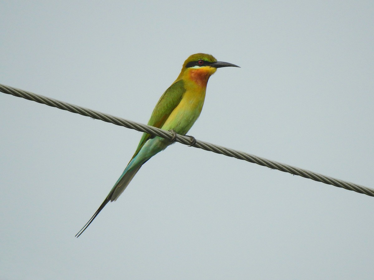 Blue-tailed Bee-eater - ML202336211