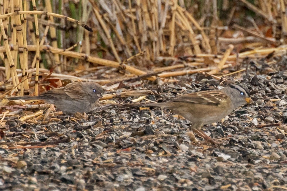 Black-chinned Sparrow - Roger Adamson