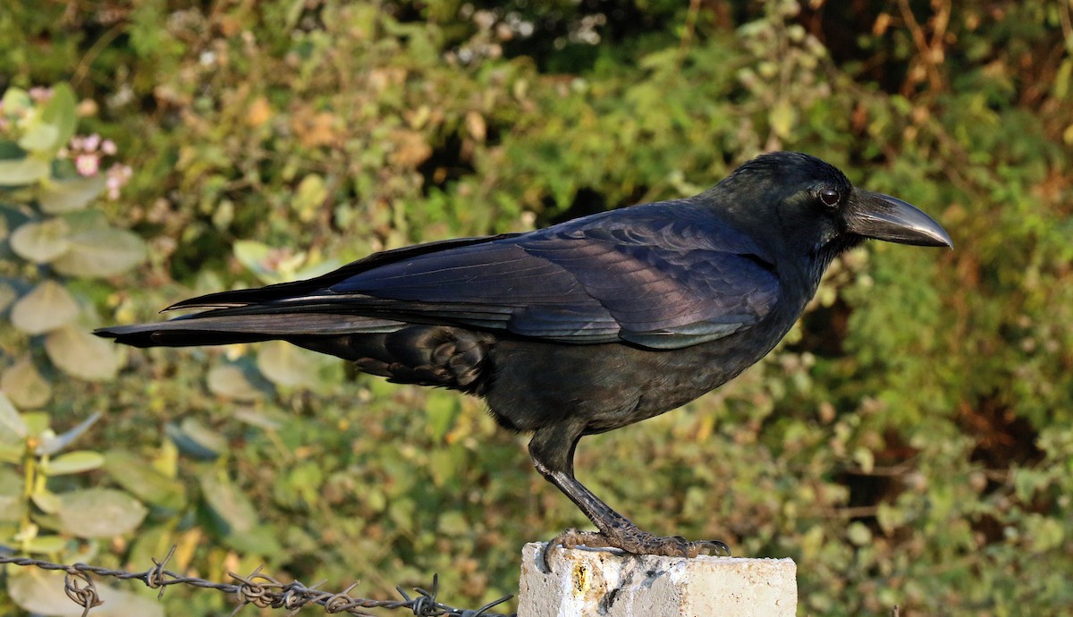 Large-billed Crow - Shailesh  Darji