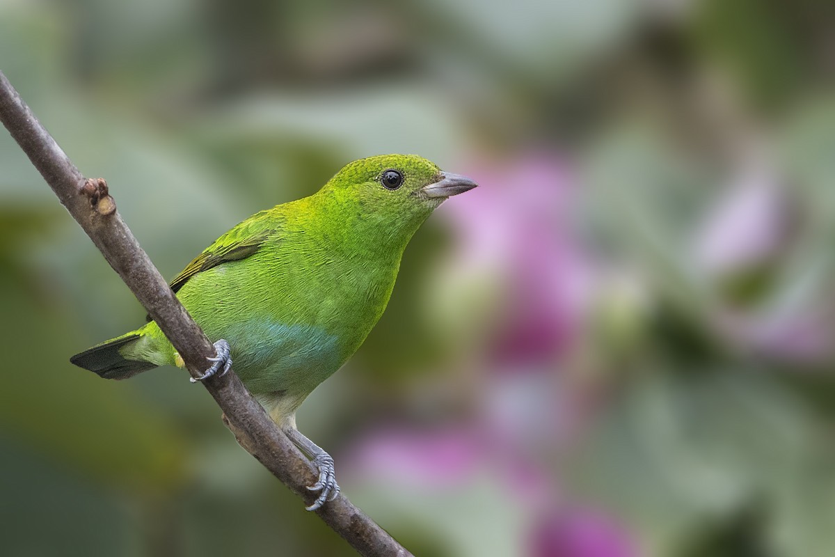 Rufous-winged Tanager - Bradley Hacker 🦜