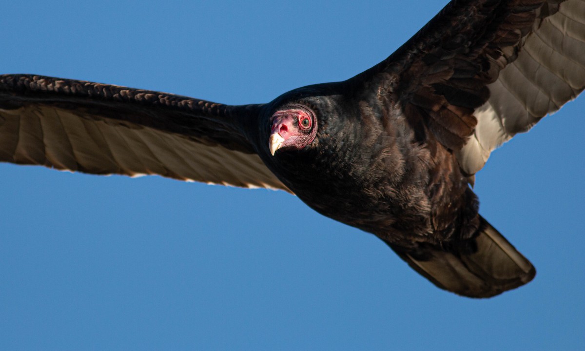 Turkey Vulture - Paul Fenwick